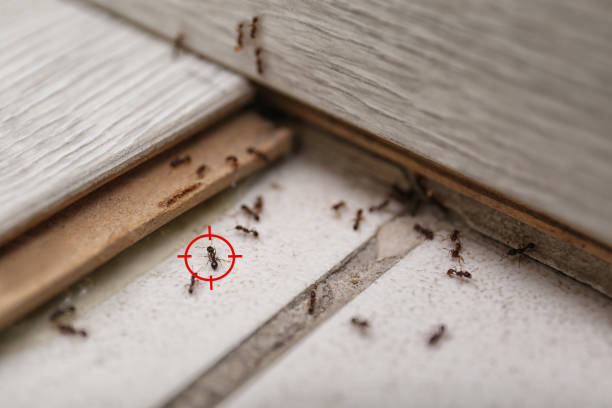 Best Ant Control Services  in Ashburn, VA