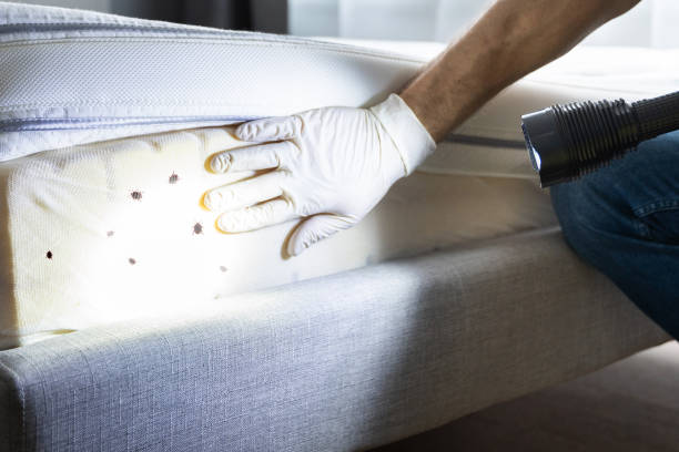 Best Cockroach Control Services  in Ashburn, VA